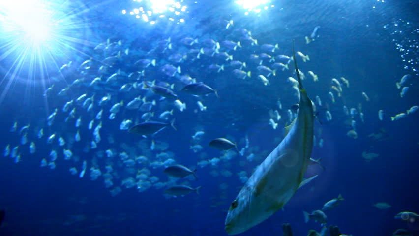 Diving bottom view of tropical fishes swimming in blue ocean with sunlight
