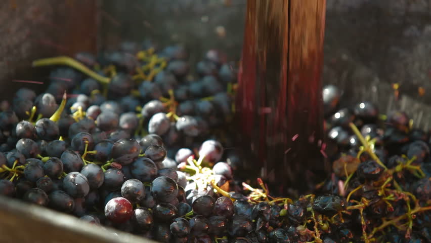 Homemade wine production - tread out the juice from the grapes