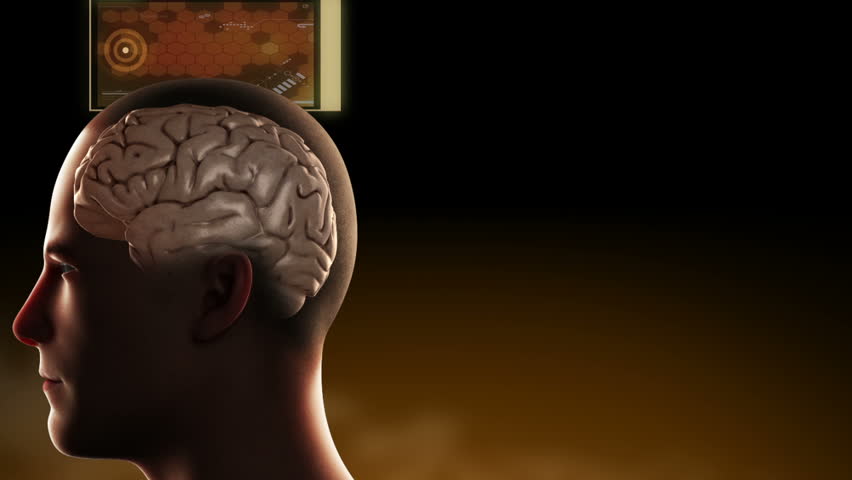 3D rendition of the human hypothalamus within the mid-brain, responsible for homeostasis, viewed through a CGI of an anatomical male cranial vault (head)