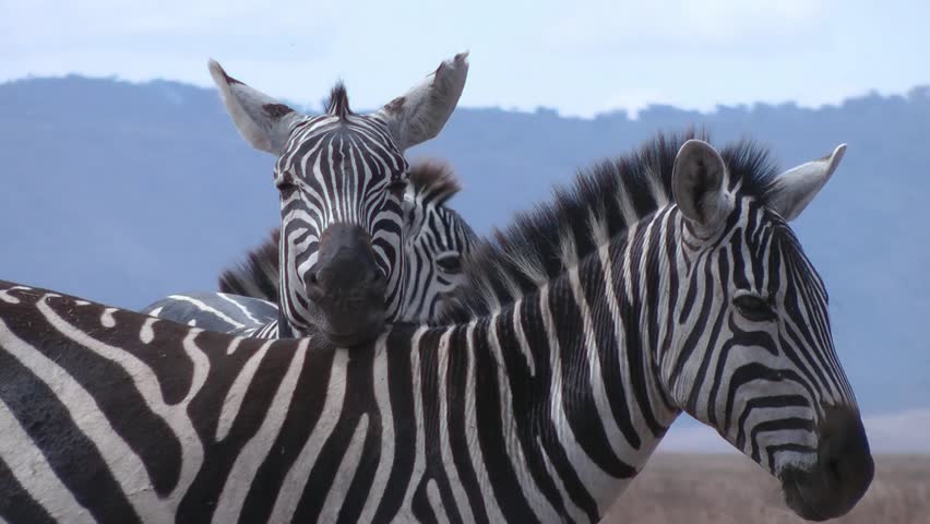 cuddling zebra , Serengeti, Tanzania, Africa