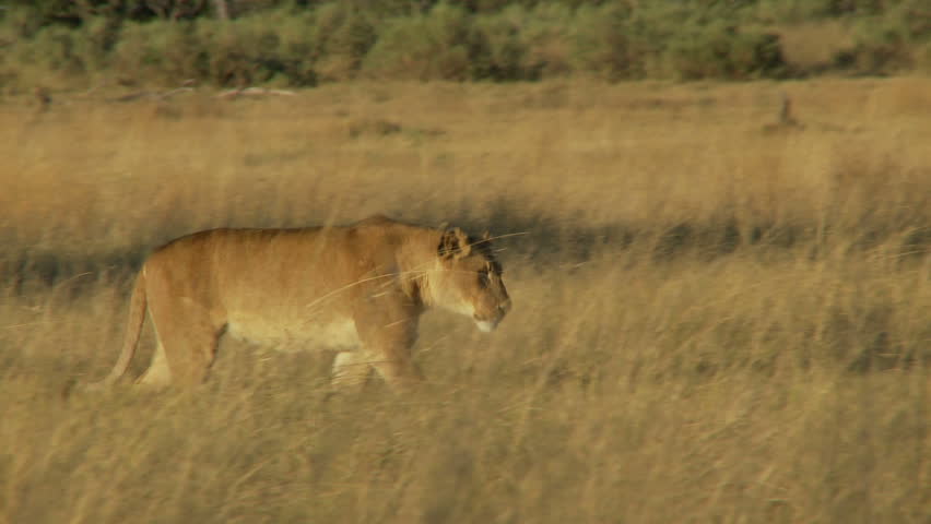 Lioness walking through the grass to join her pride females resting on a termite mound