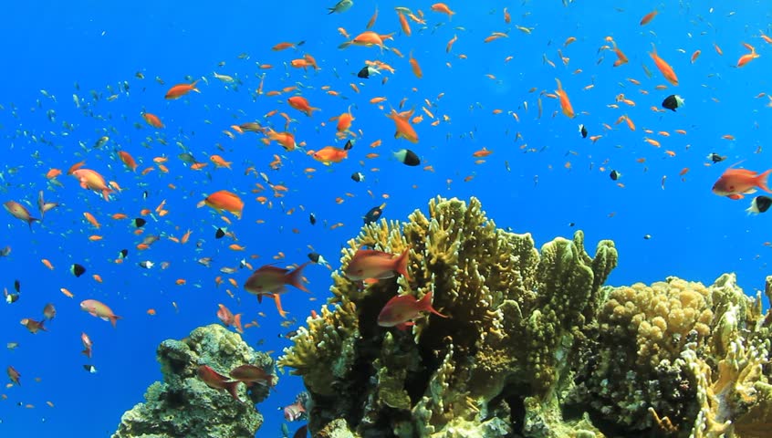 Underwater coral reef with tropical fish in ocean