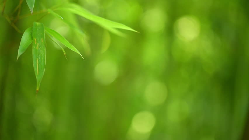 Bamboo forest background. Shallow DOF