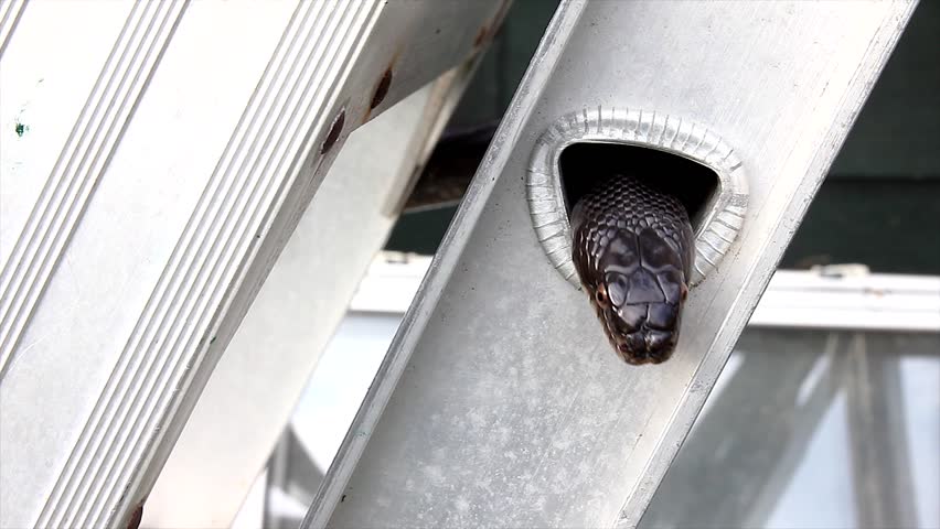 A Black Ratsnake slithers about on a ladder near a house in Ontario, Canada. Also know as the Gray Rat Snake.