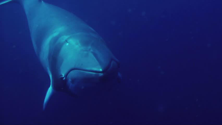 Massive Minke whales investigate the camera on the great barrier reef.