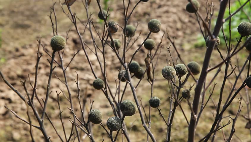 orange tree damaged by pest, the stem of the tree is damaged by the pest, all tree died