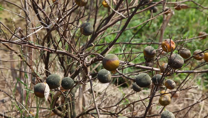 orange tree damaged by pest, the stem of the tree is damaged by the pest, all tree died