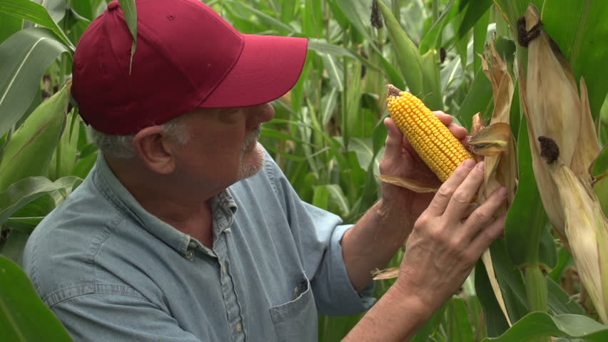 Farmer inspecting his corn in the field, looking at camera, close up