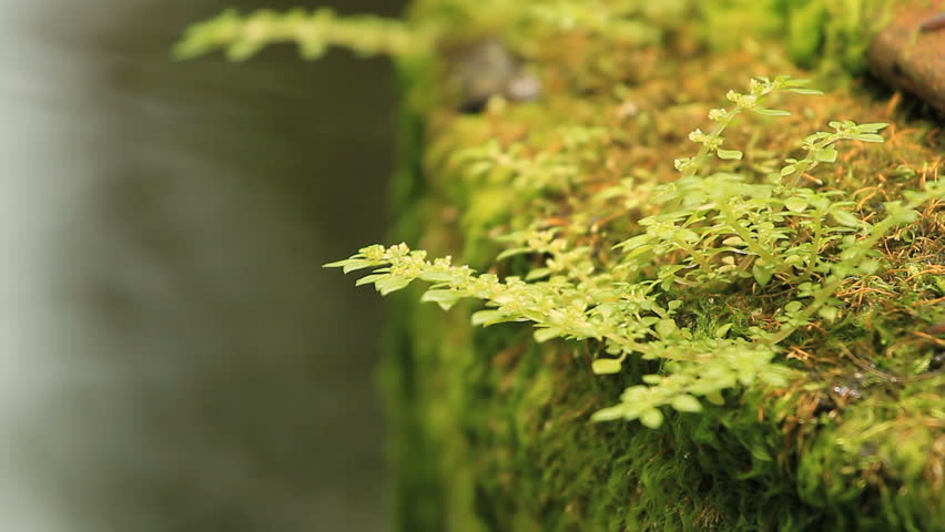 Moss on the jar, terracotta.
