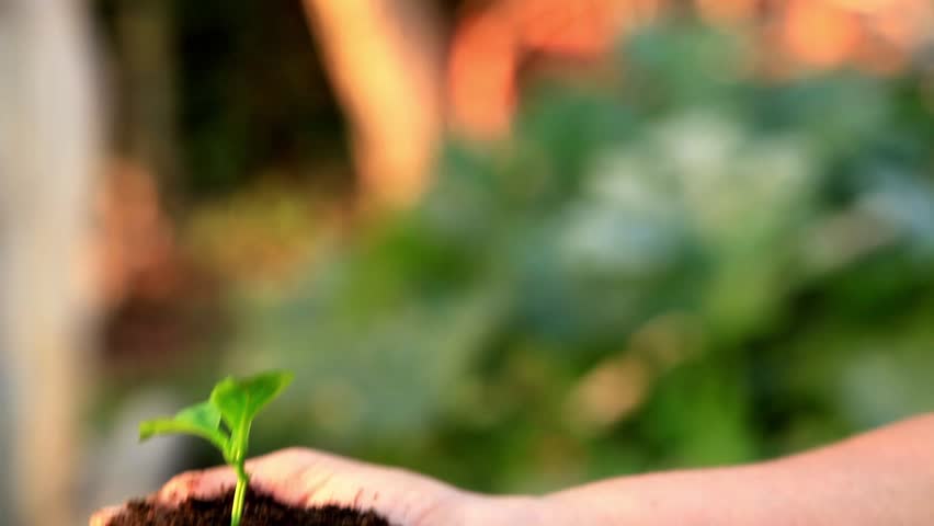 Small green plant in woman arms.