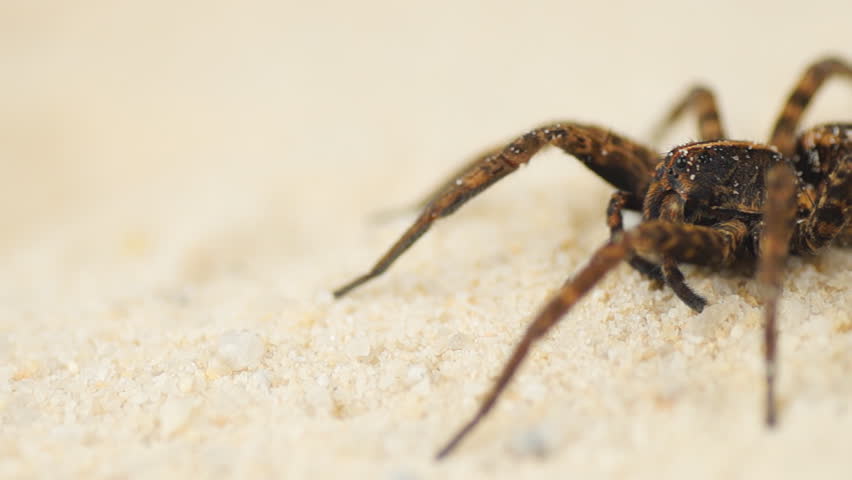 Wolf Spider