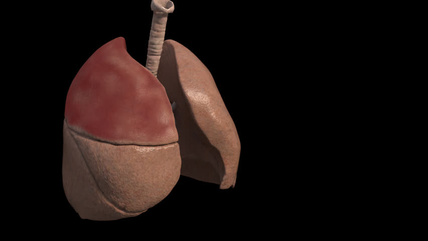 Panning rotation of human lungs undergoing breathing respiration including inhalation exhalation with highlight right superior lobe pulmonary disease respiratory tract anatomy 3D visualization