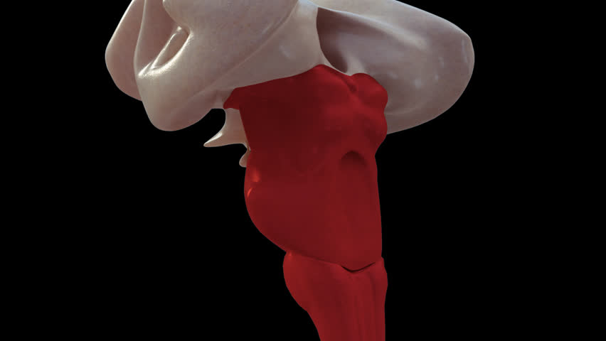 Animation of the medulla oblongata, part of the brainstem responsible for autonomic homeostasis of the cardiac, respiratory, vomiting and vasomotor controls