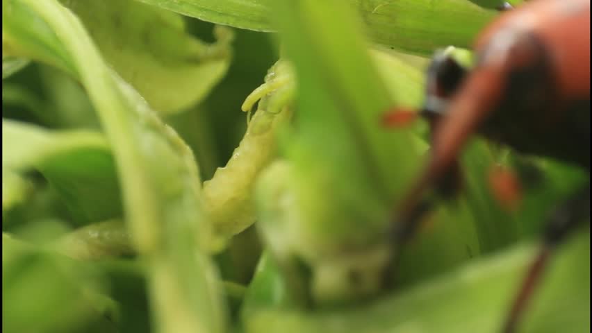 Grubs and vegetables.