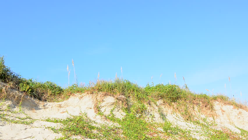 sea grass blowing in the wind
