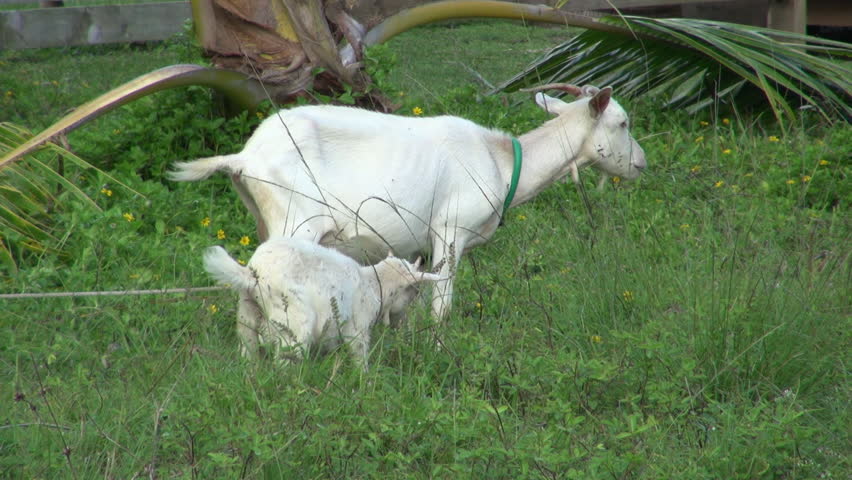 Still: A Mother and a Baby Goat Eating the Grass