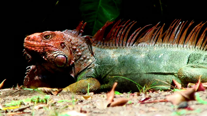 View Of Iguana Reptile In Dominical, Costa Rica