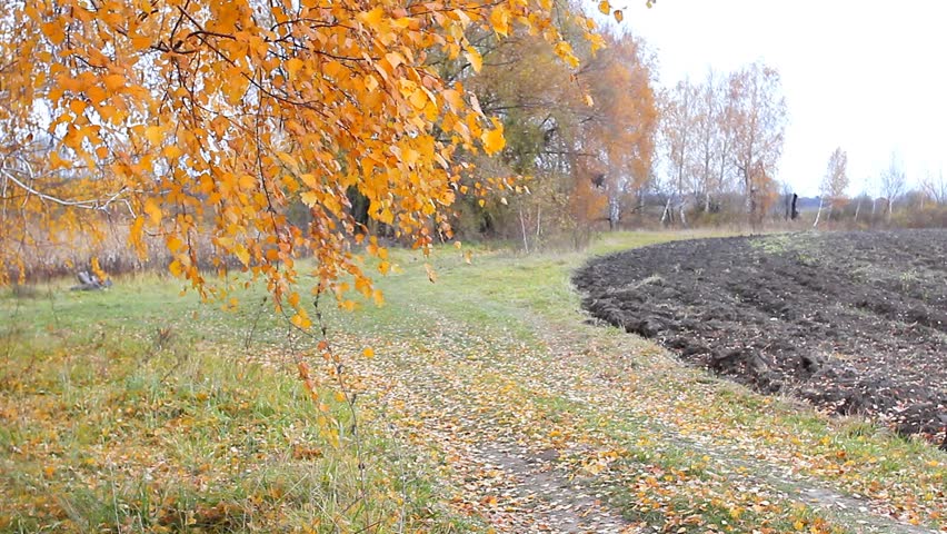 Autumn landscape