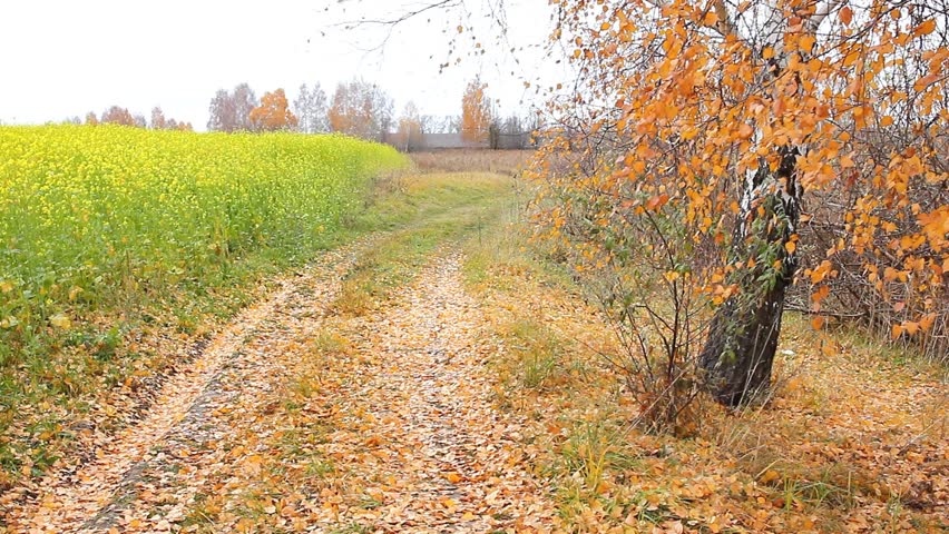 Autumn road