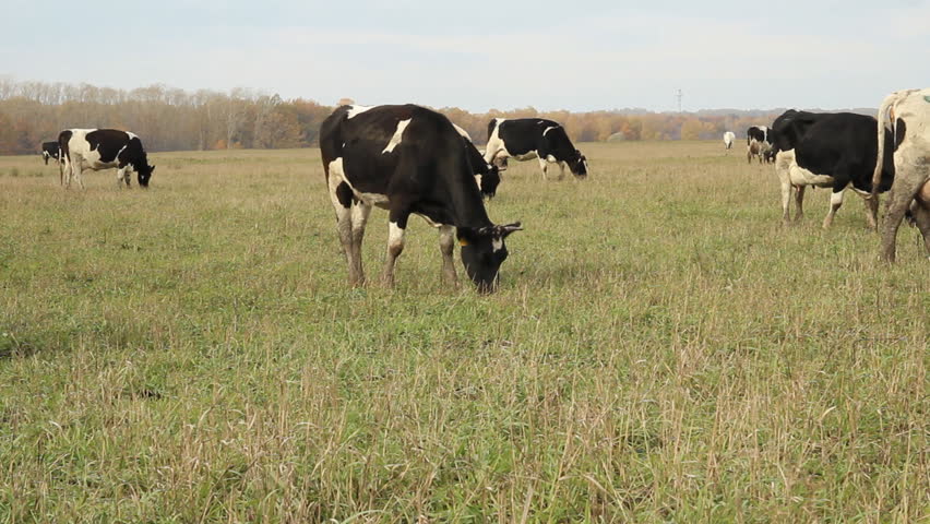 Cows on a summer pasture. Farming in Russia