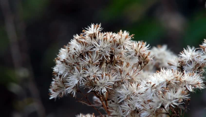 European goldenrod or woundwort - Solidago virgaurea in the wind