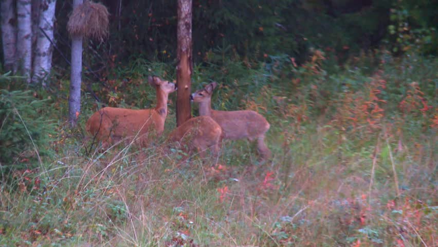 roe deer