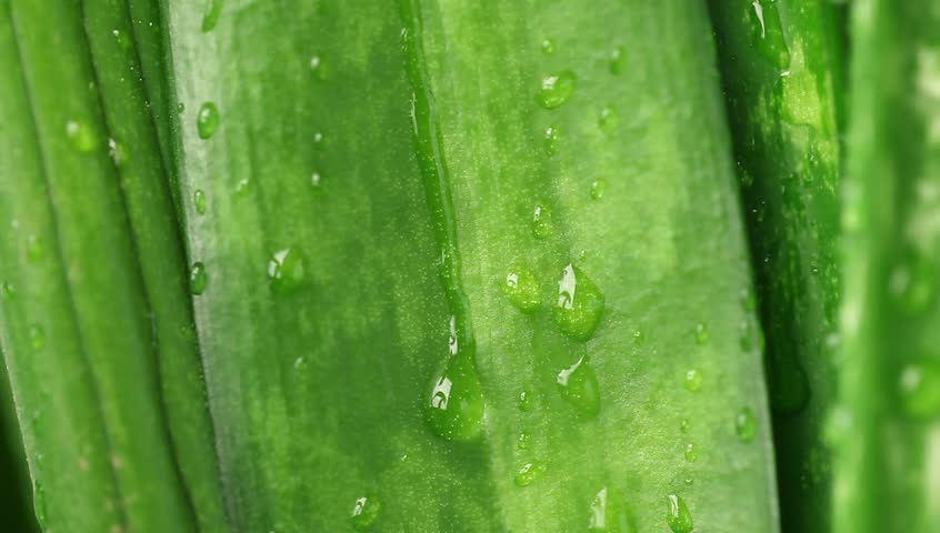 Water drops falling on green plant leaves
