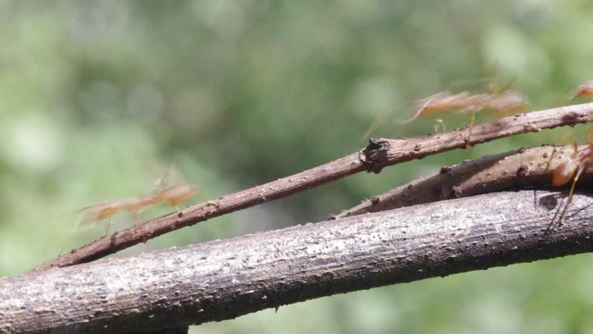 The ant is running on the tree branch