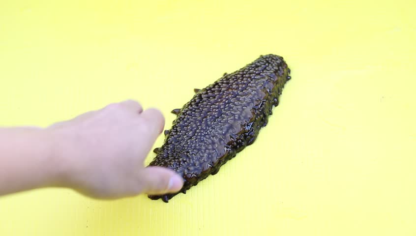 Examining a Trepang  (Holothuroidea, Stychopus, Cucumaria), sea invertebrate 