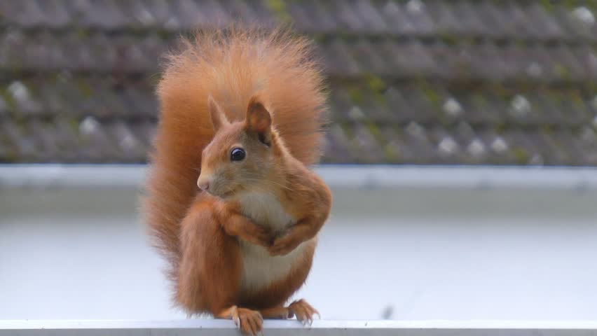 Squirrel sitting on fence