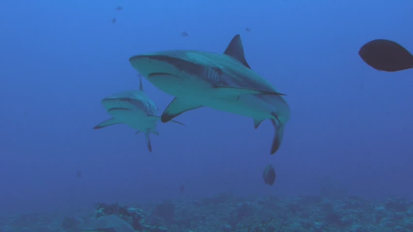 group of gray reef sharks, Red Sea