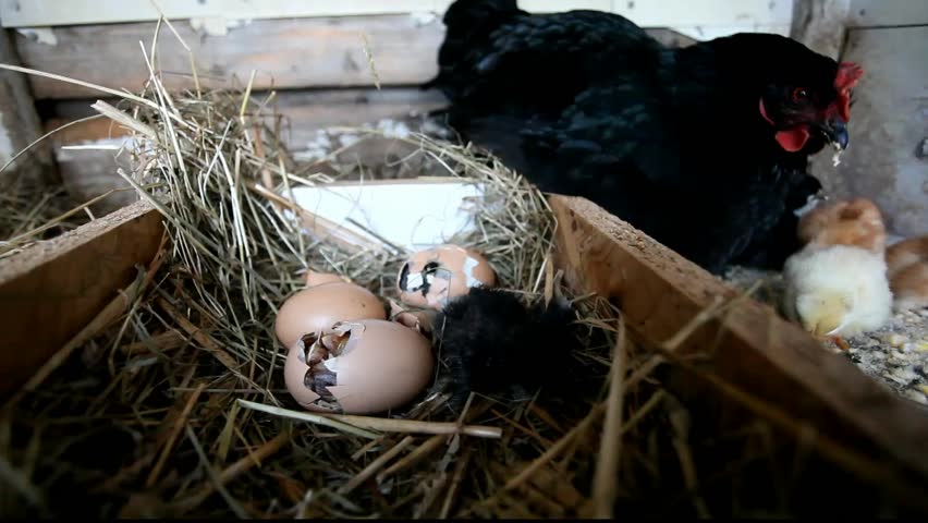 Three chicks coming out of egg