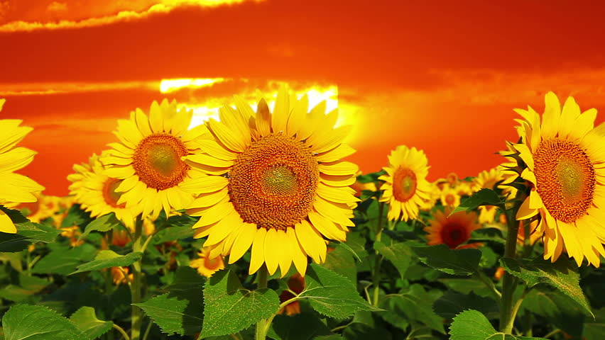 flowering sunflowers