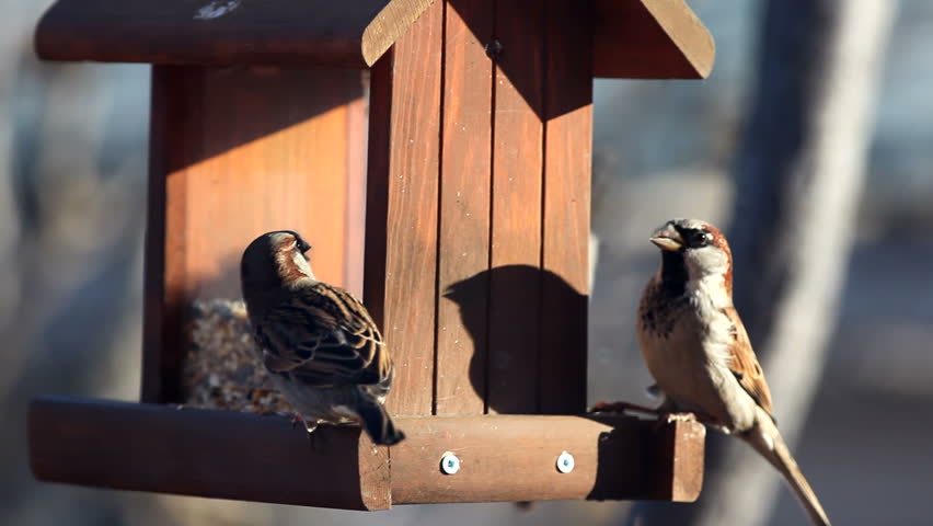 Busy activity at the feeder. House sparrows and a male house finch feast on seeds on a cold winter morning.