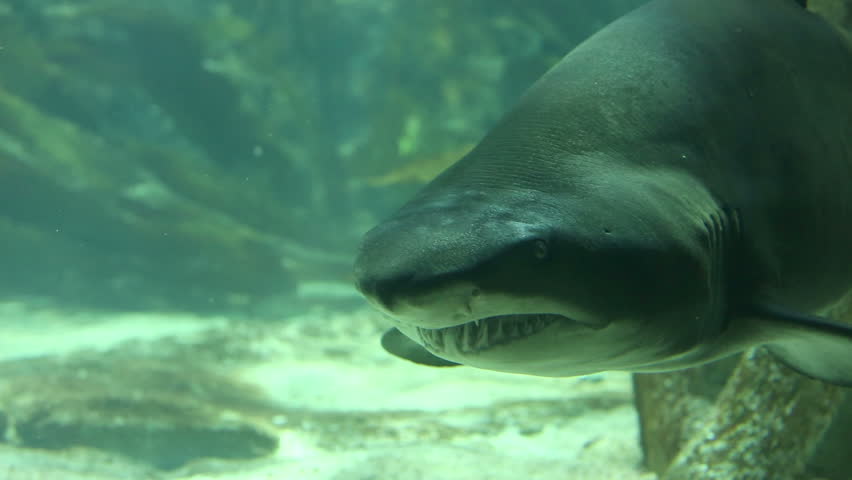 Shark in underwater wild life