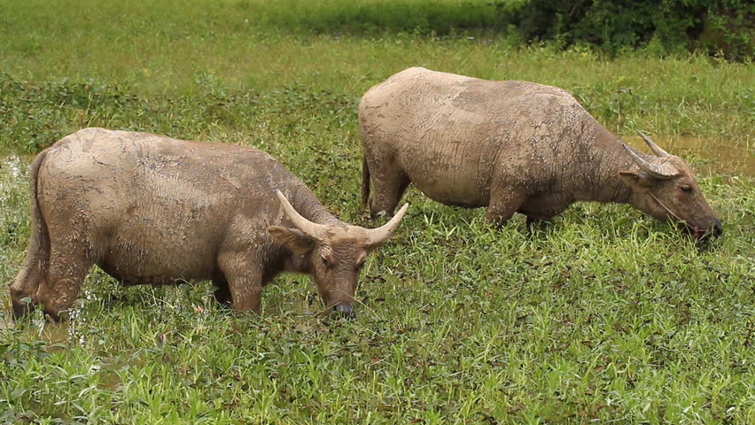 buffalo eating the grass in water.
