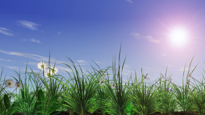 green grass field with camomile