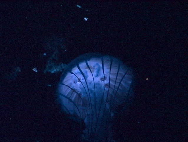 Jelly Fish