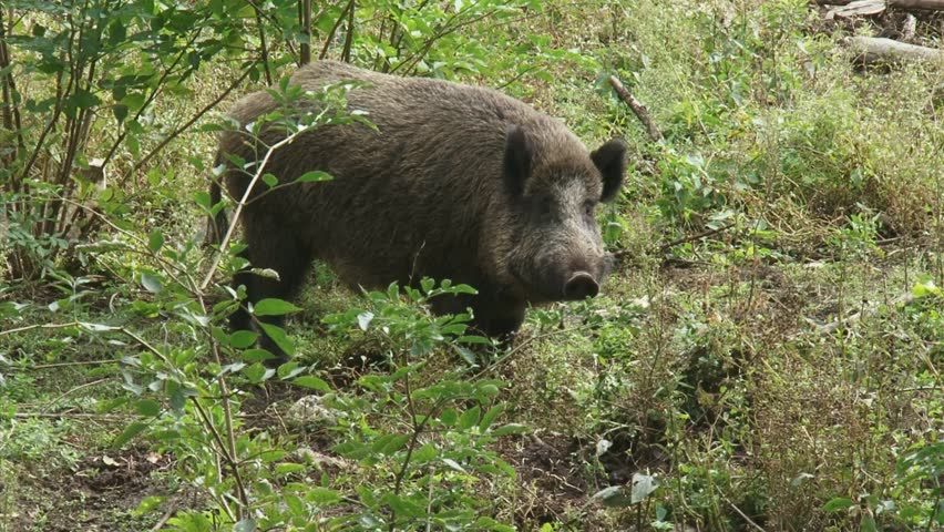 wild boar in natural habitat (sus scrofa) looking towards camera