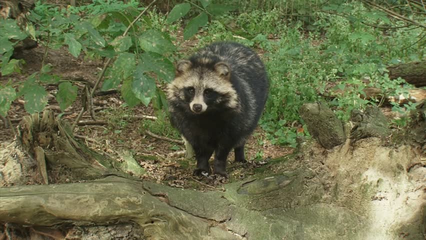 Raccoon dog stands in forest looking around and at camera. When used on clothing, the fur of the raccoon dog (Nyctereutes procyonoides) is called "murmansky" fur.