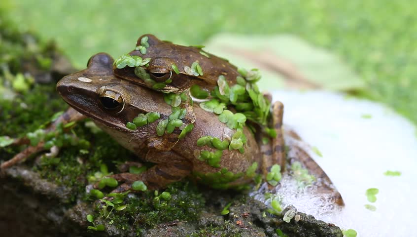 Breeding frogs