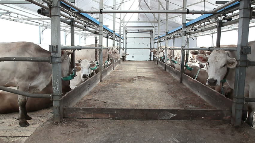 Cowshed 3