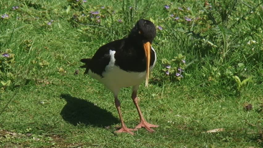 Eurasian Oystercatcher (Haematopus ostralegus) stands still in meadow, natural habitat, walks towards camera. The oystercatcher is a familiar sight in Holland.