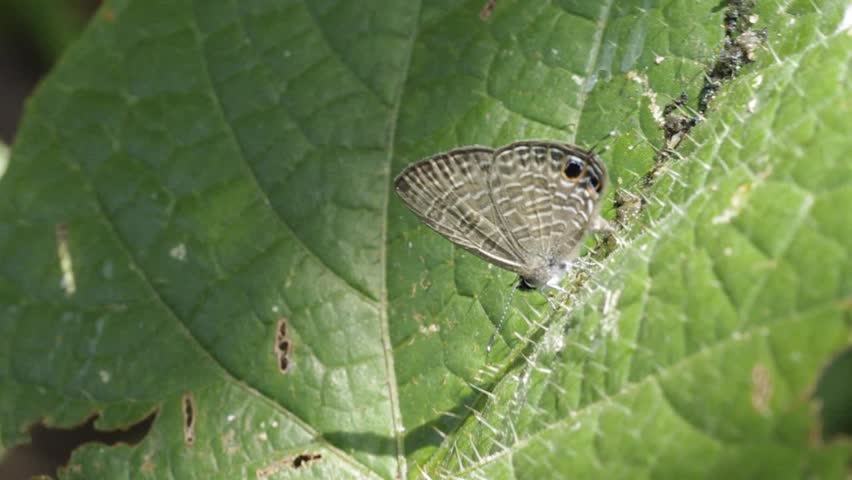 A brush foot butterfly is drinking a liquid from the tree leafs under the wind blow condition