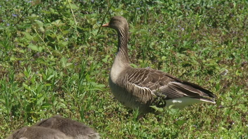greylag goose (anser anser) on the lookout in natural habitat while chicks are grazing