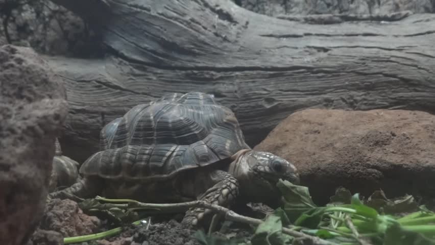 Turtle eating green leaves