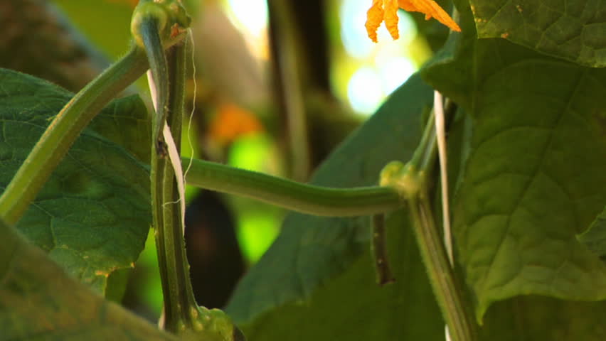 Hothouse cucumbers 