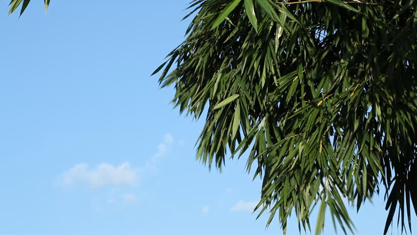 Bamboo leaves rustle