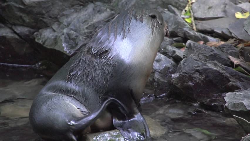 Kaikoura, New Zealand October 2012. During breading season young seal pups make there way up the Ohau stream to the water fall, so they can get away from their domineering mums 