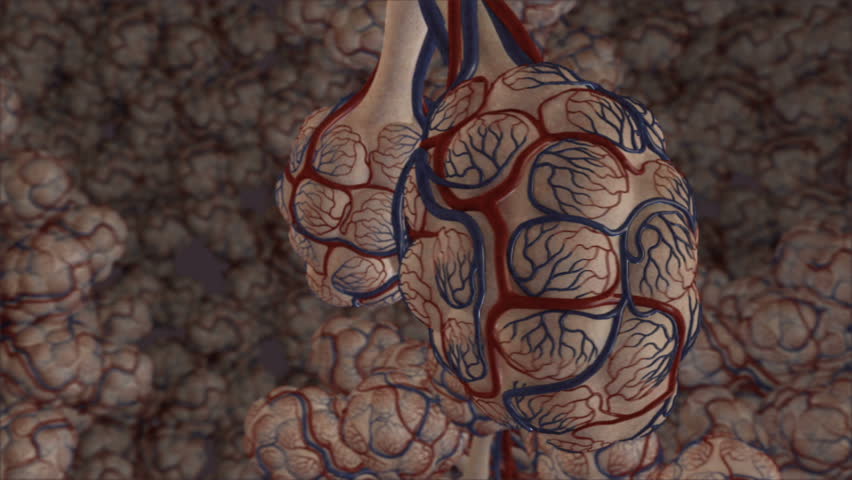 Perfusion of the red blood cells within the pulmonary arterioles with the gas from the alveolar sacs to allow oxygen transport to the body
